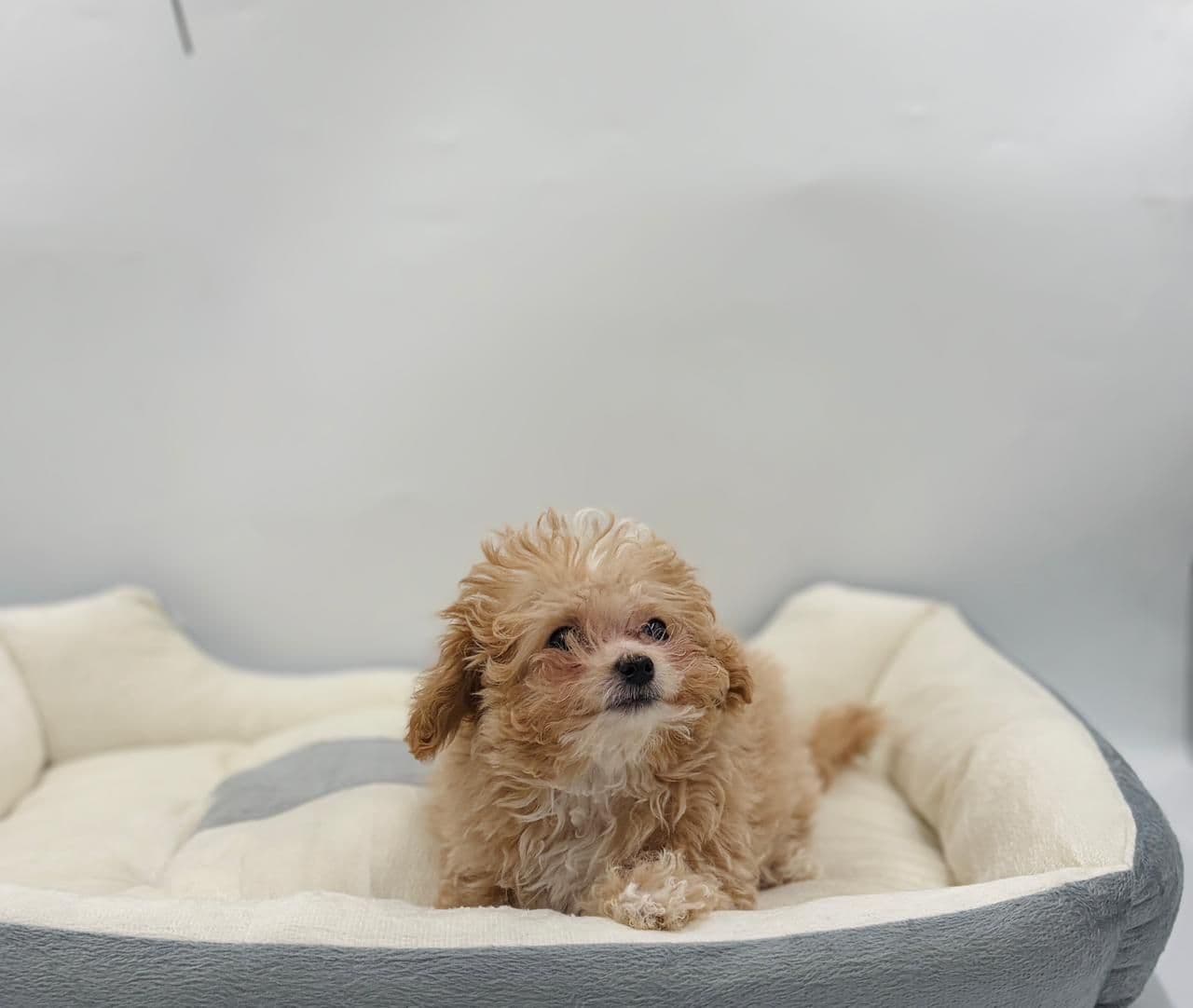 Toy Poodle - Image 4