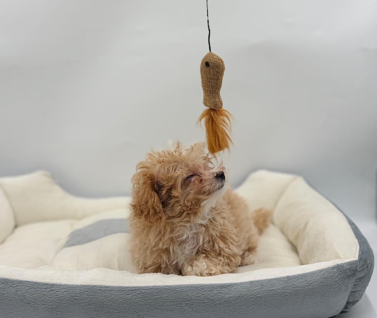 Toy Poodle - Image 5
