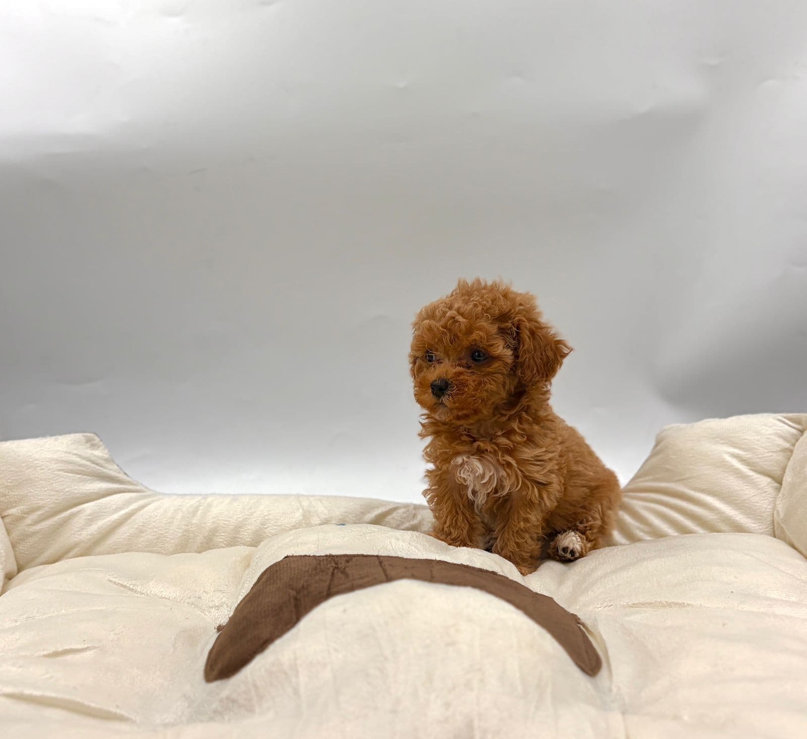 Toy Poodle - Image 1