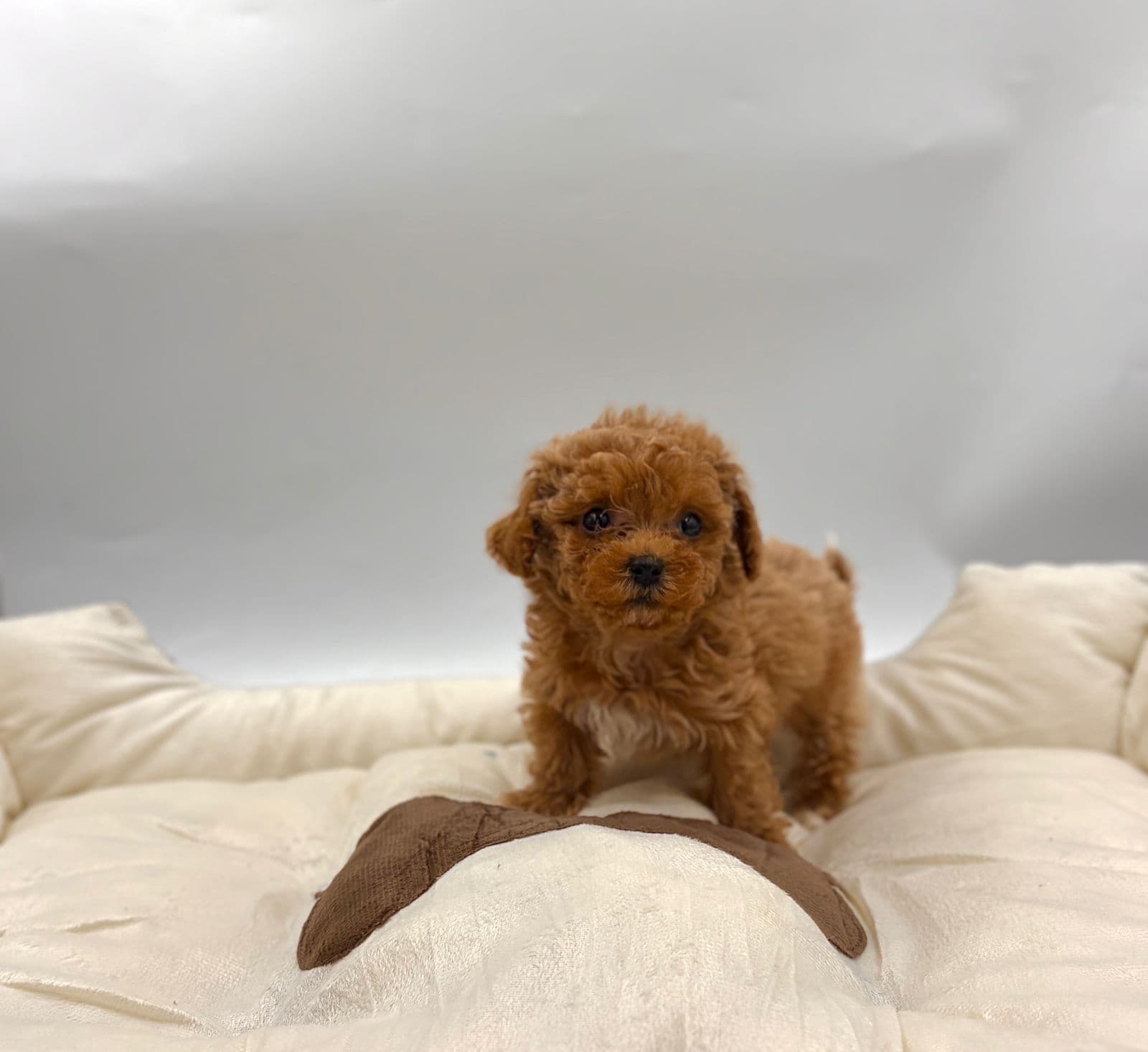 Toy Poodle - Image 2