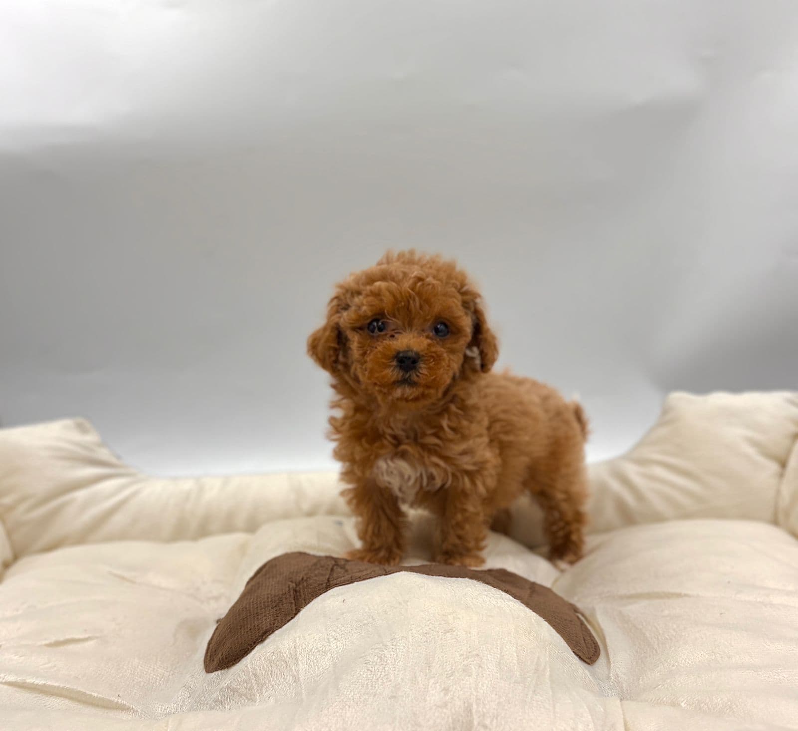 Toy Poodle