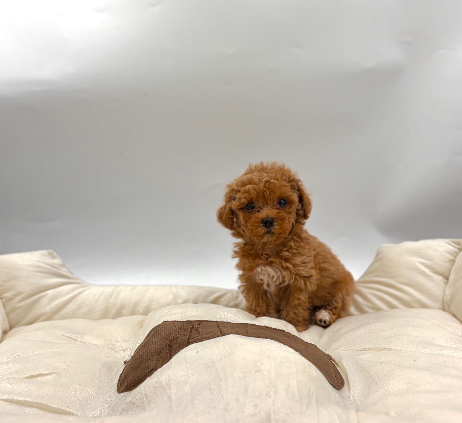 Toy Poodle - Image 5