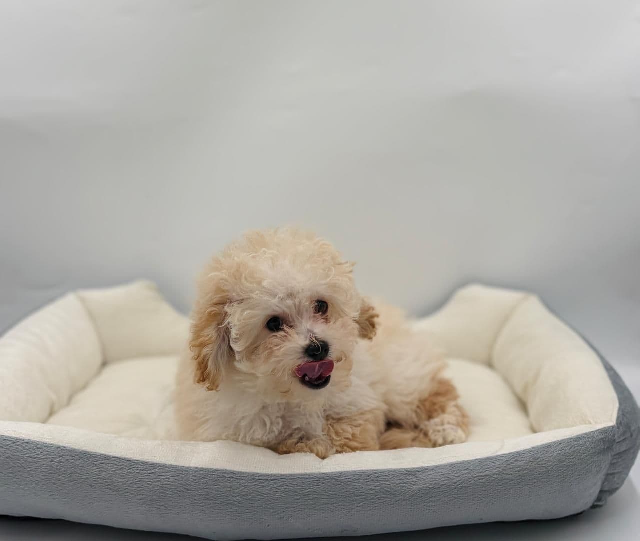 Toy Poodle - Image 3
