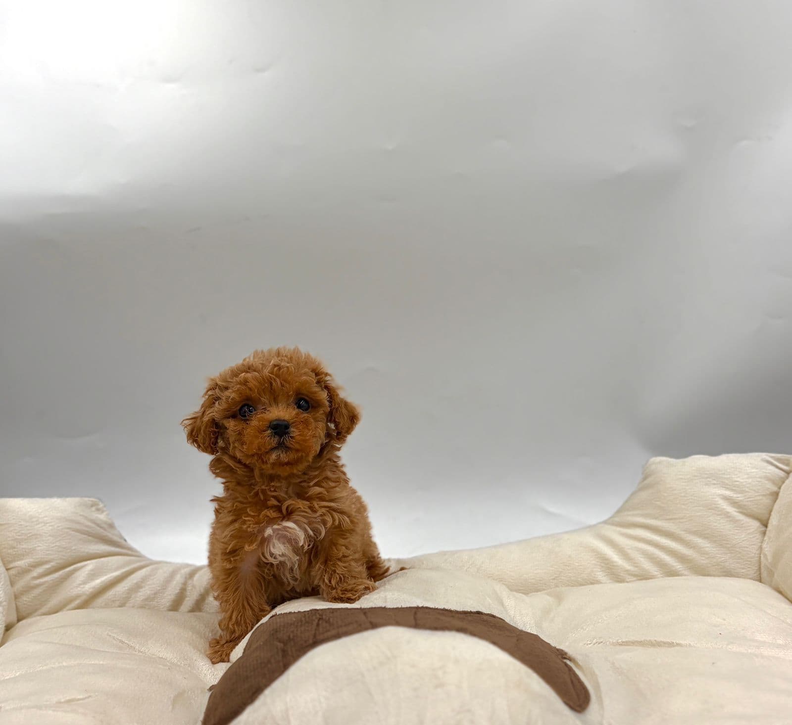 Toy Poodle - Image 6