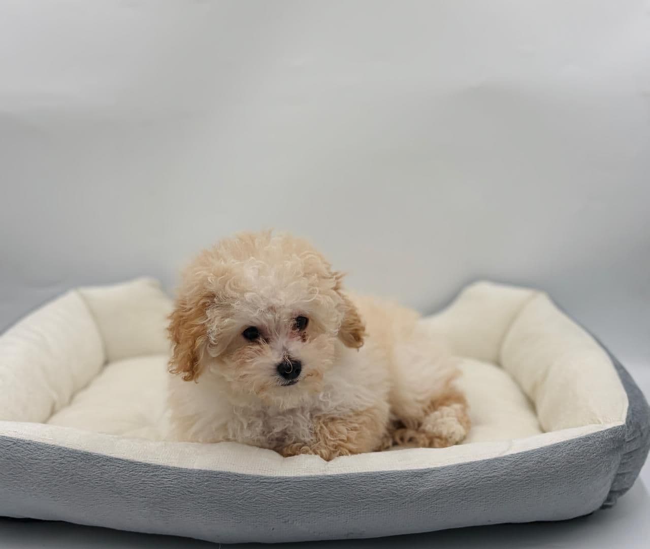 Toy Poodle