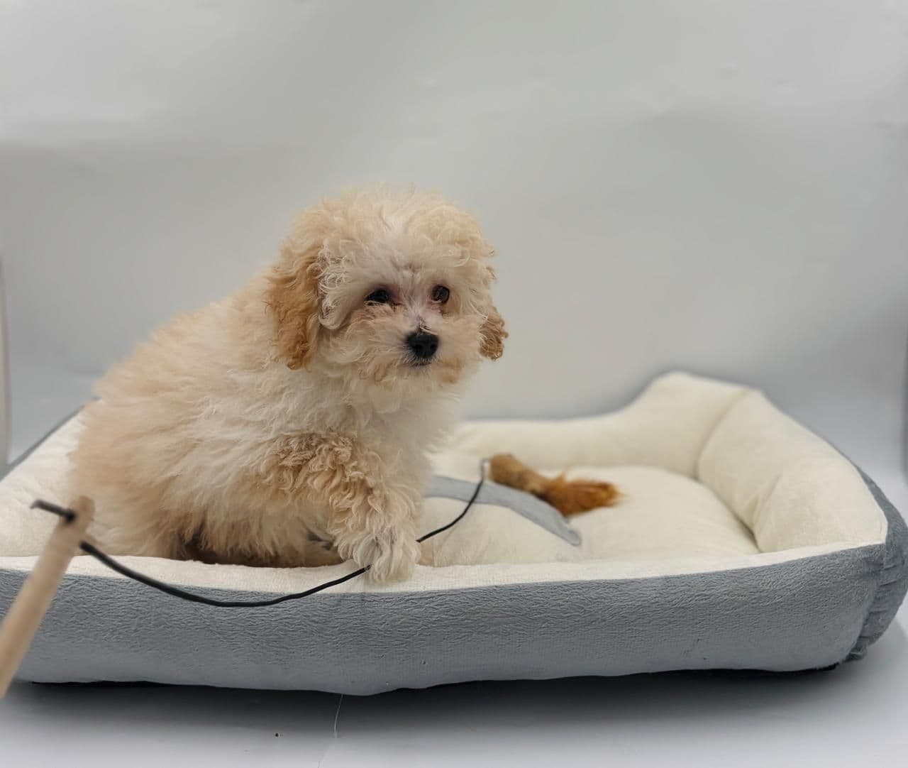 Toy Poodle - Image 5