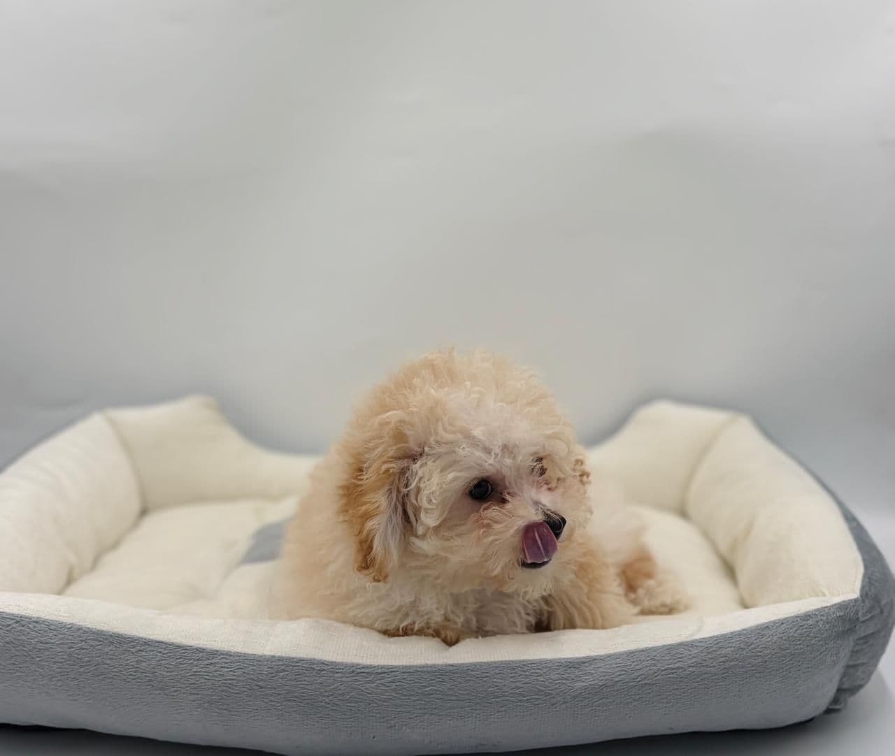 Toy Poodle - Image 1
