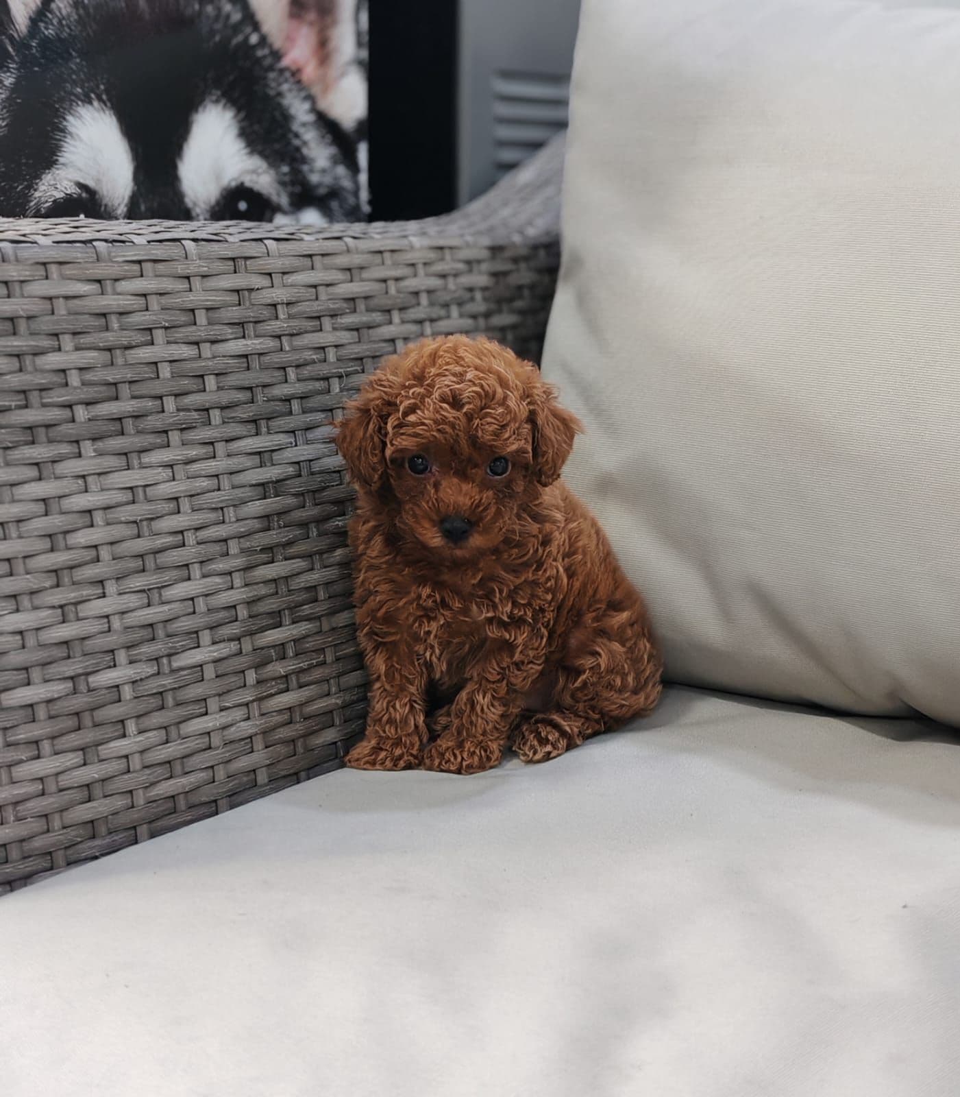 Toy Poodle Puppy for Sale in Dubai - Image 1