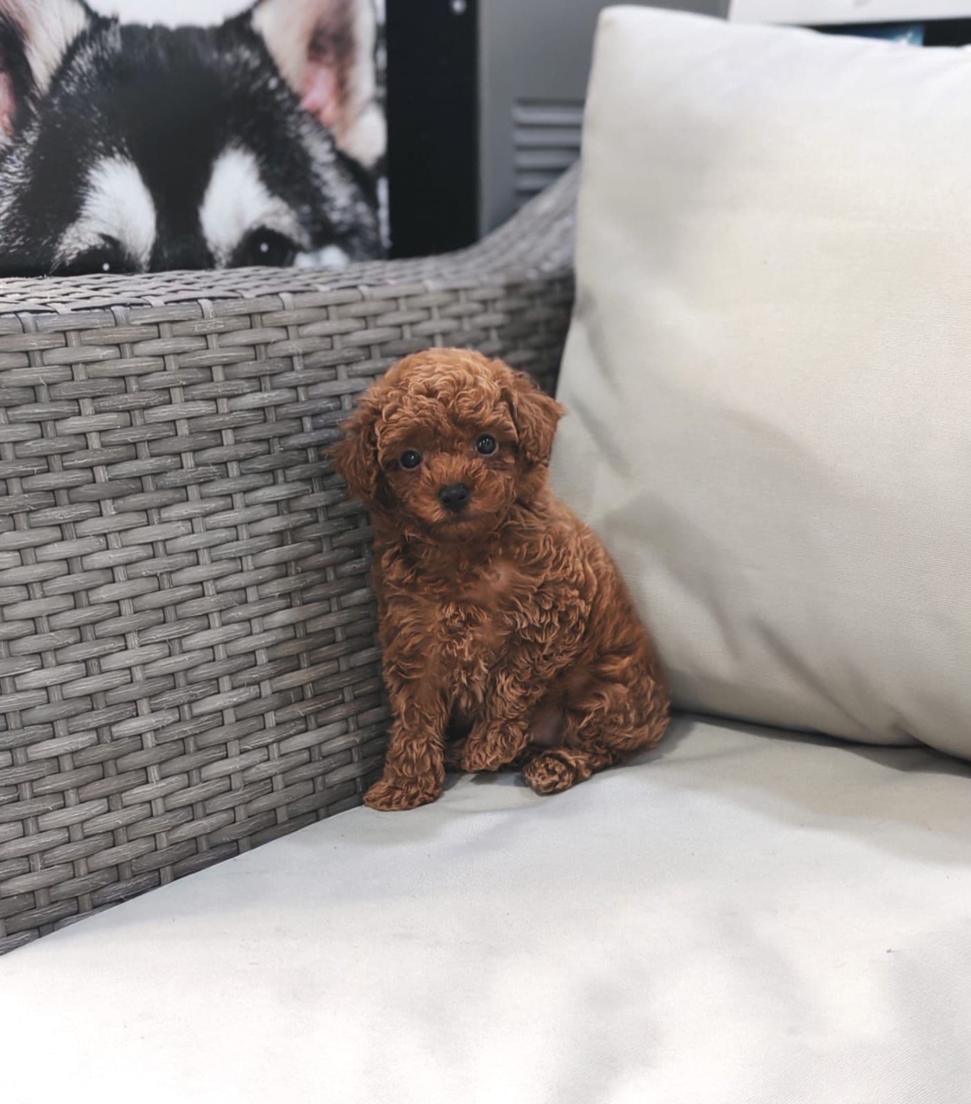 Toy Poodle Puppy for Sale in Dubai