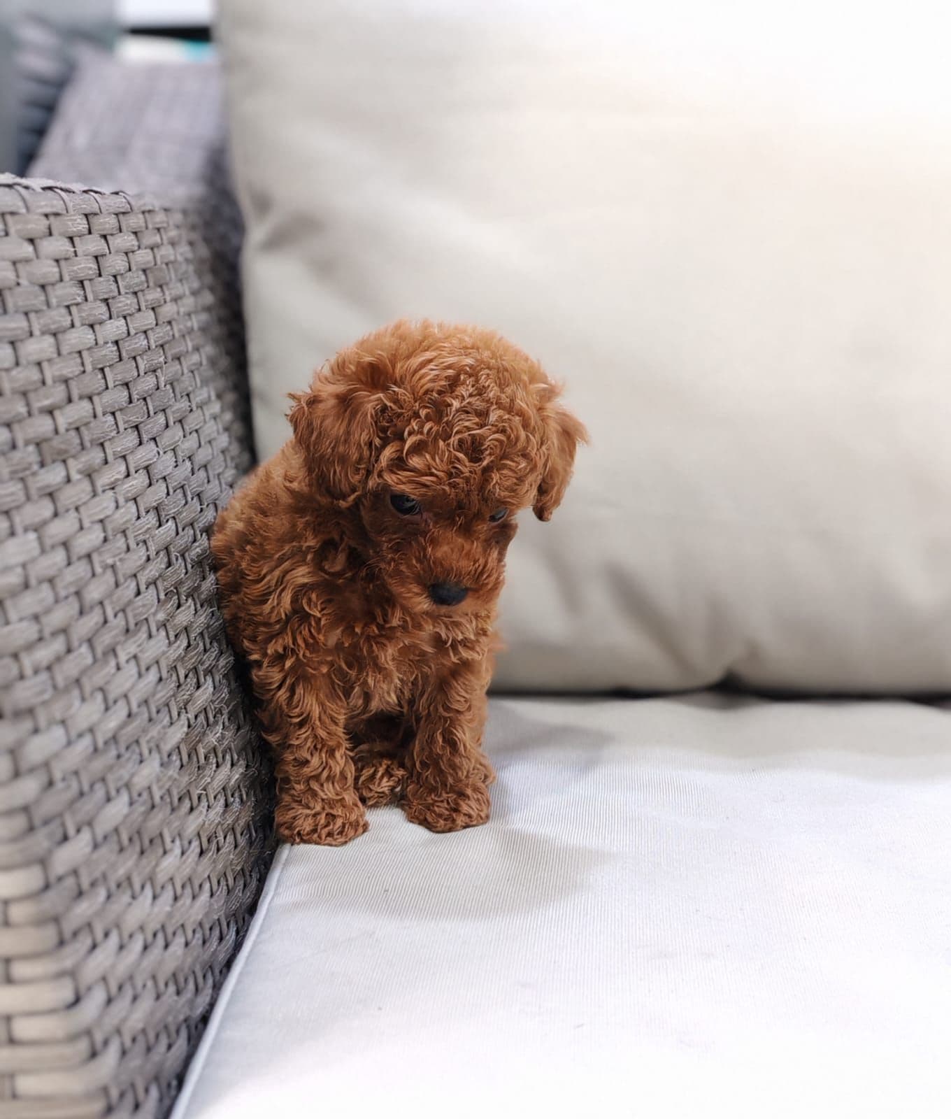 Toy Poodle Puppy for Sale in Dubai - Image 3