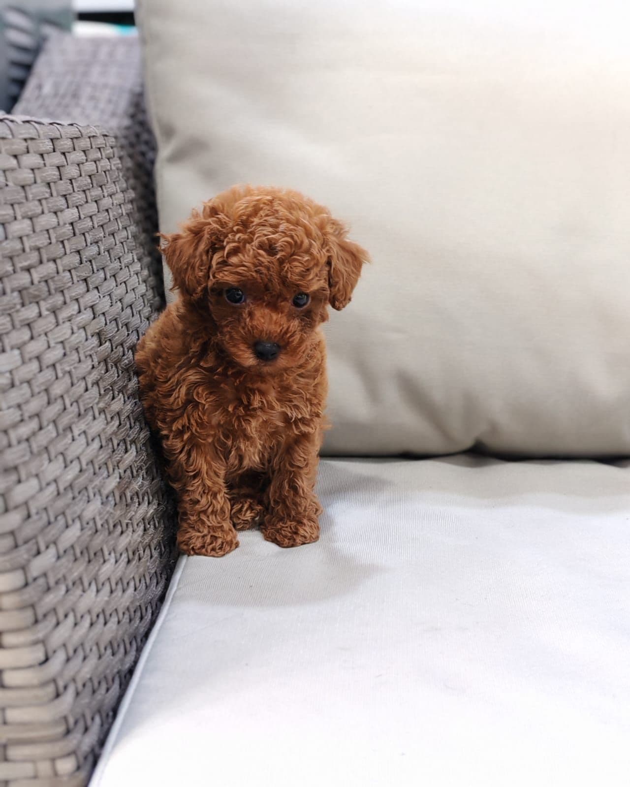 Toy Poodle Puppy for Sale in Dubai - Image 4