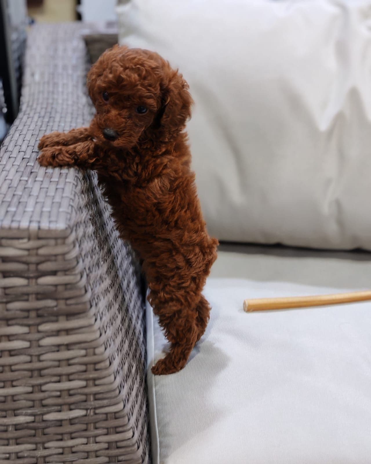 Toy poodle puppy for sale in dubai - Image 1