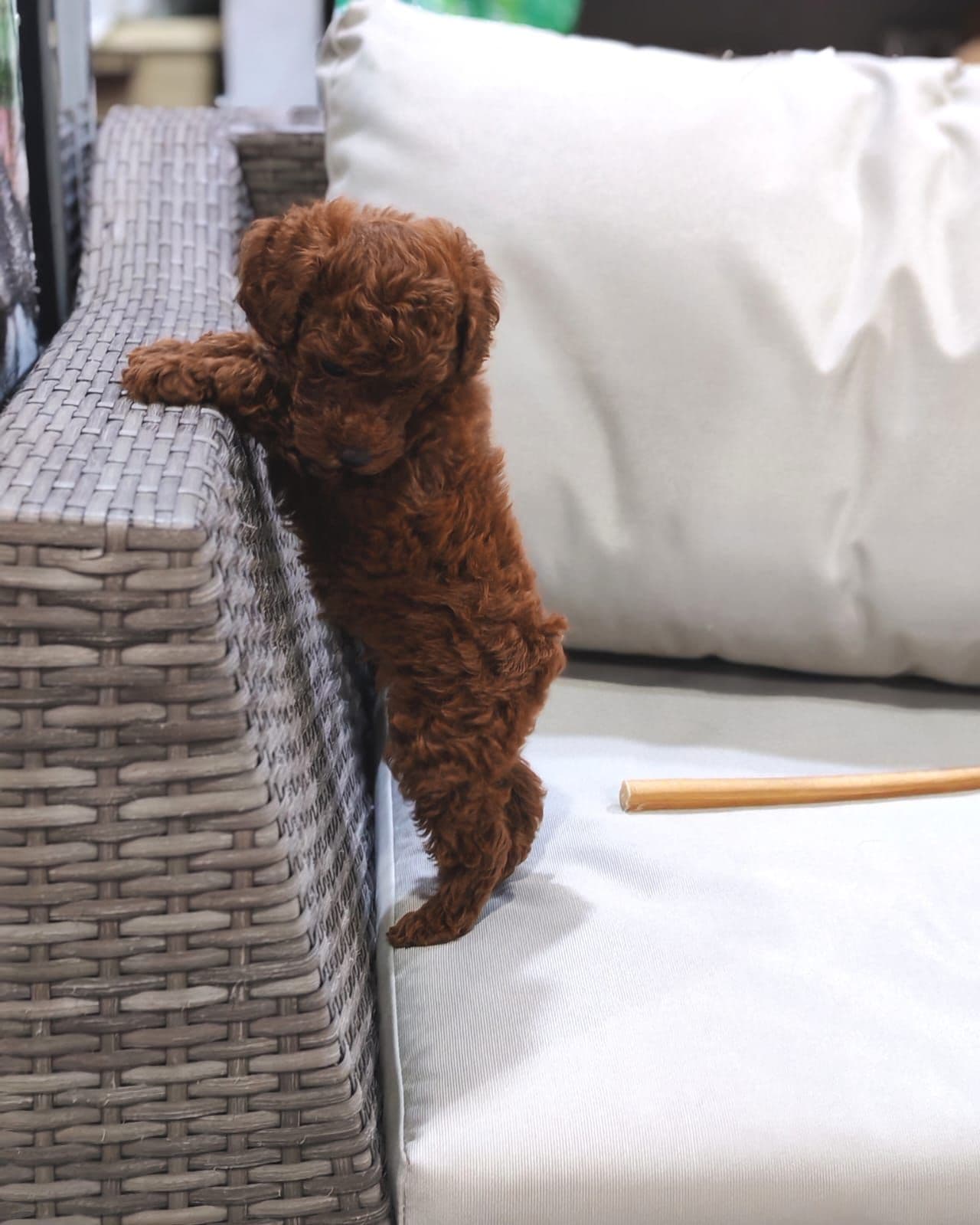 Toy poodle puppy for sale in dubai - Image 2