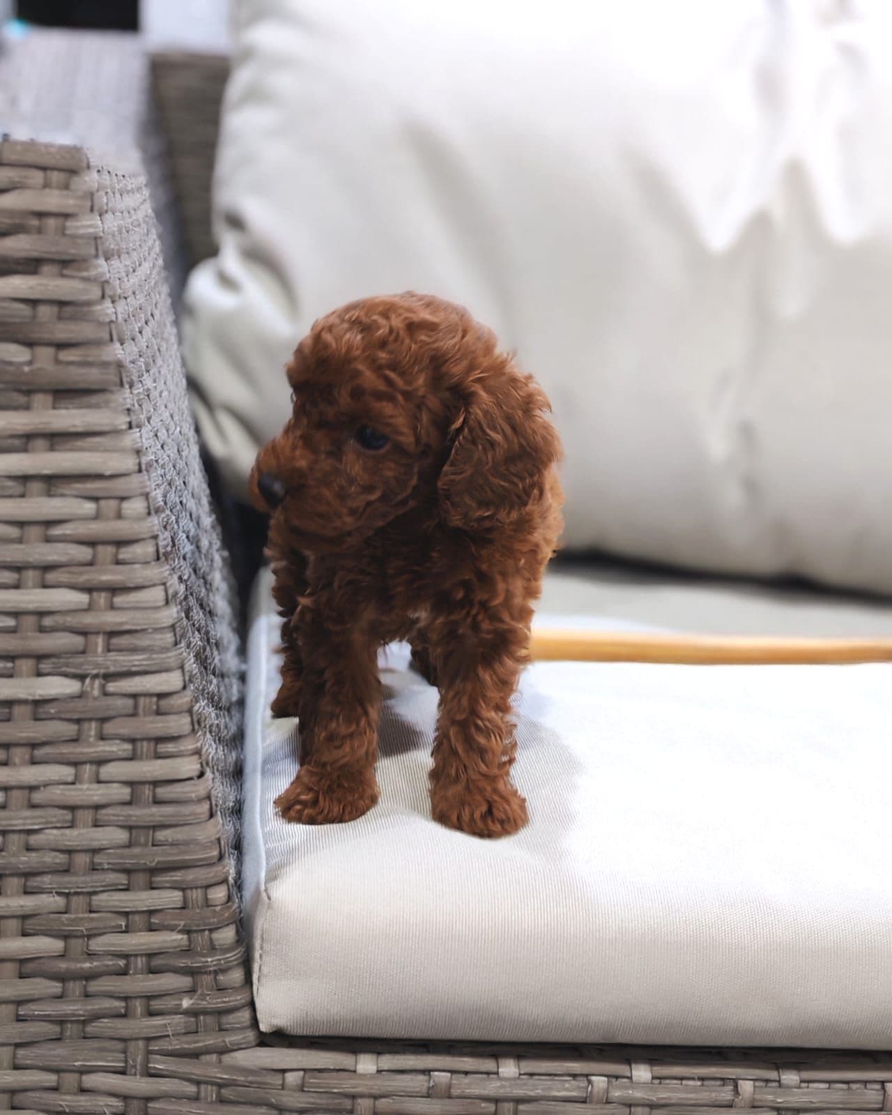 Toy poodle puppy for sale in dubai - Image 3