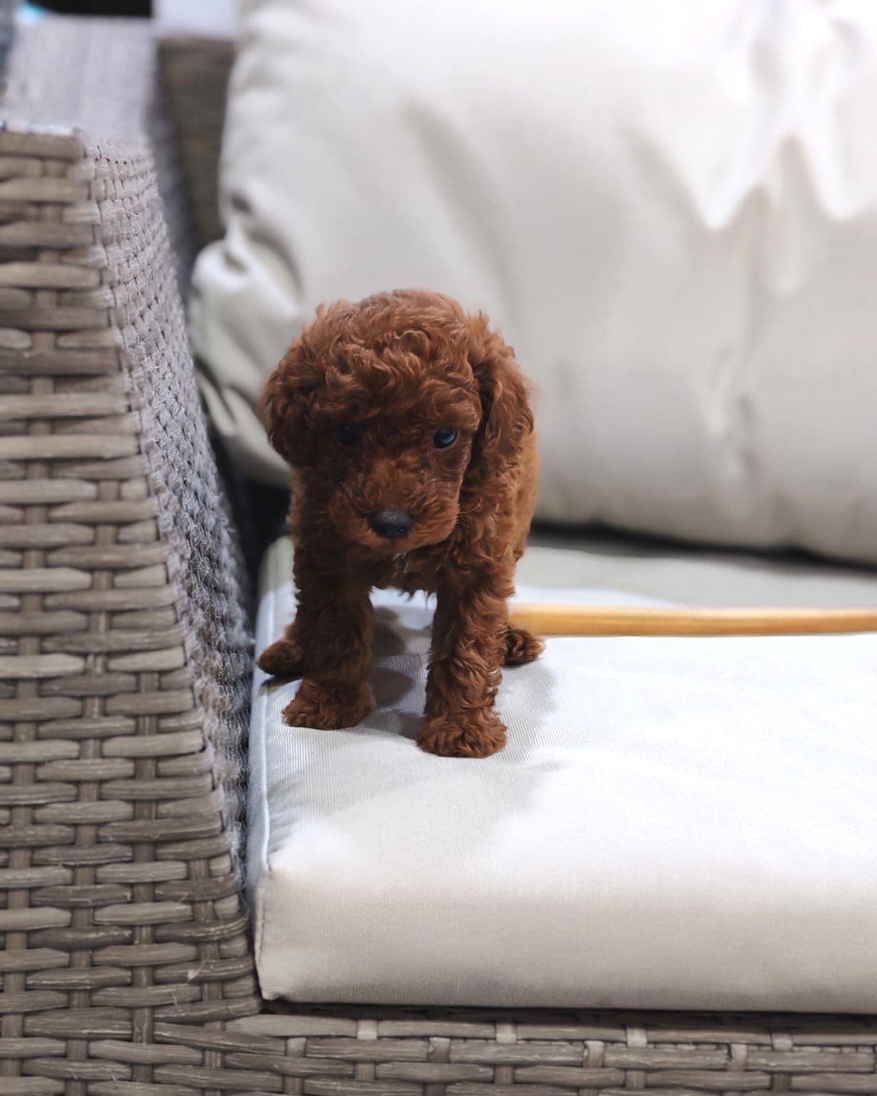 Toy poodle puppy for sale in dubai - Image 4