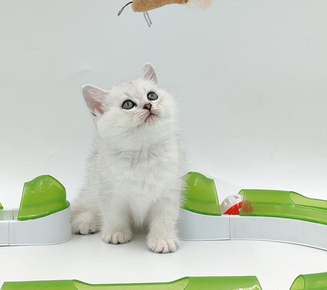 British Shorthair kittens Dubai l British Shorthair cat for sale UAE l British Shorthair blue kittens for sale l British Shorthair breeder Dubai l Buy British Shorthair kitten near me l Affordable British Shorthair kittens in Dubai l British Shorthair cats UAE l Purebred British Shorthair kittens Dubai l British Shorthair kittens with pedigree l British Shorthair pet shop Dubai