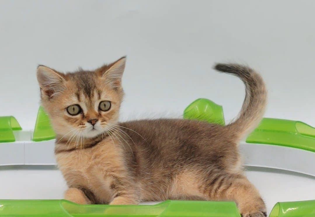 British Shorthair kittens Dubai l British Shorthair cat for sale UAE l British Shorthair blue kittens for sale l British Shorthair breeder Dubai l Buy British Shorthair kitten near me l Affordable British Shorthair kittens in Dubai l British Shorthair cats UAE l Purebred British Shorthair kittens Dubai l British Shorthair kittens with pedigree l British Shorthair pet shop Dubai