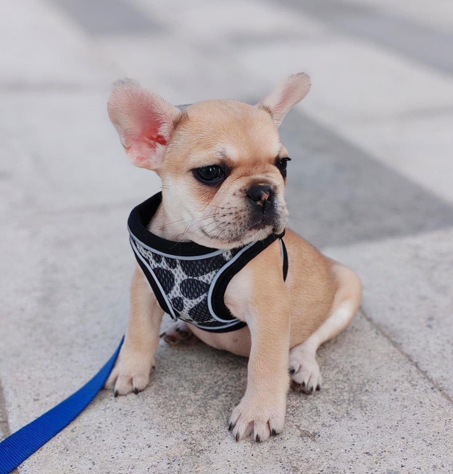 French Bulldog Puppies for Sale in Dubai | French Bulldog Puppy for Sale in Dubai | French Bulldog | French Bulldog Puppies for Sale | French Bulldog Puppies for Sale near me