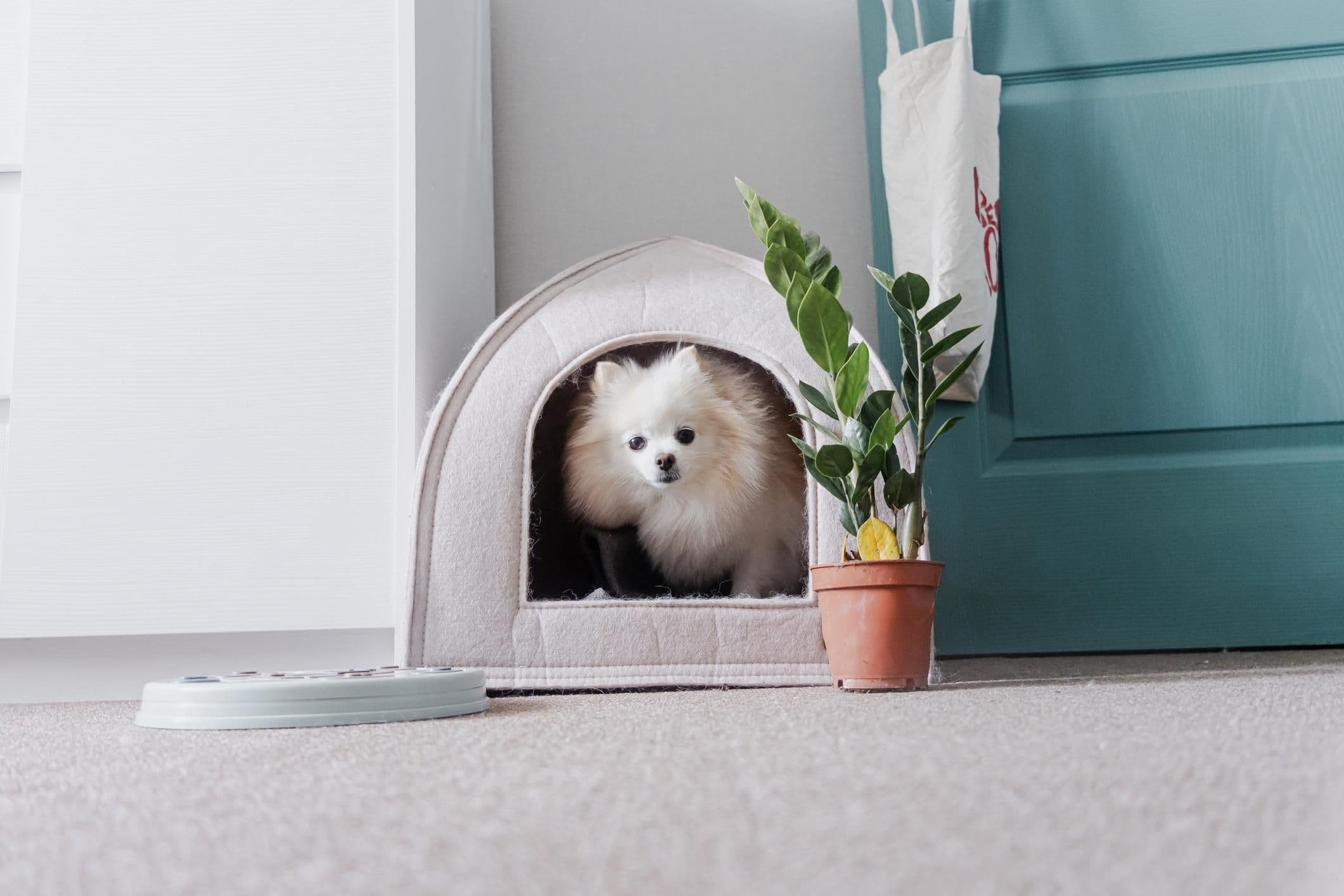 Pomeranian puppies in Dubai Playing