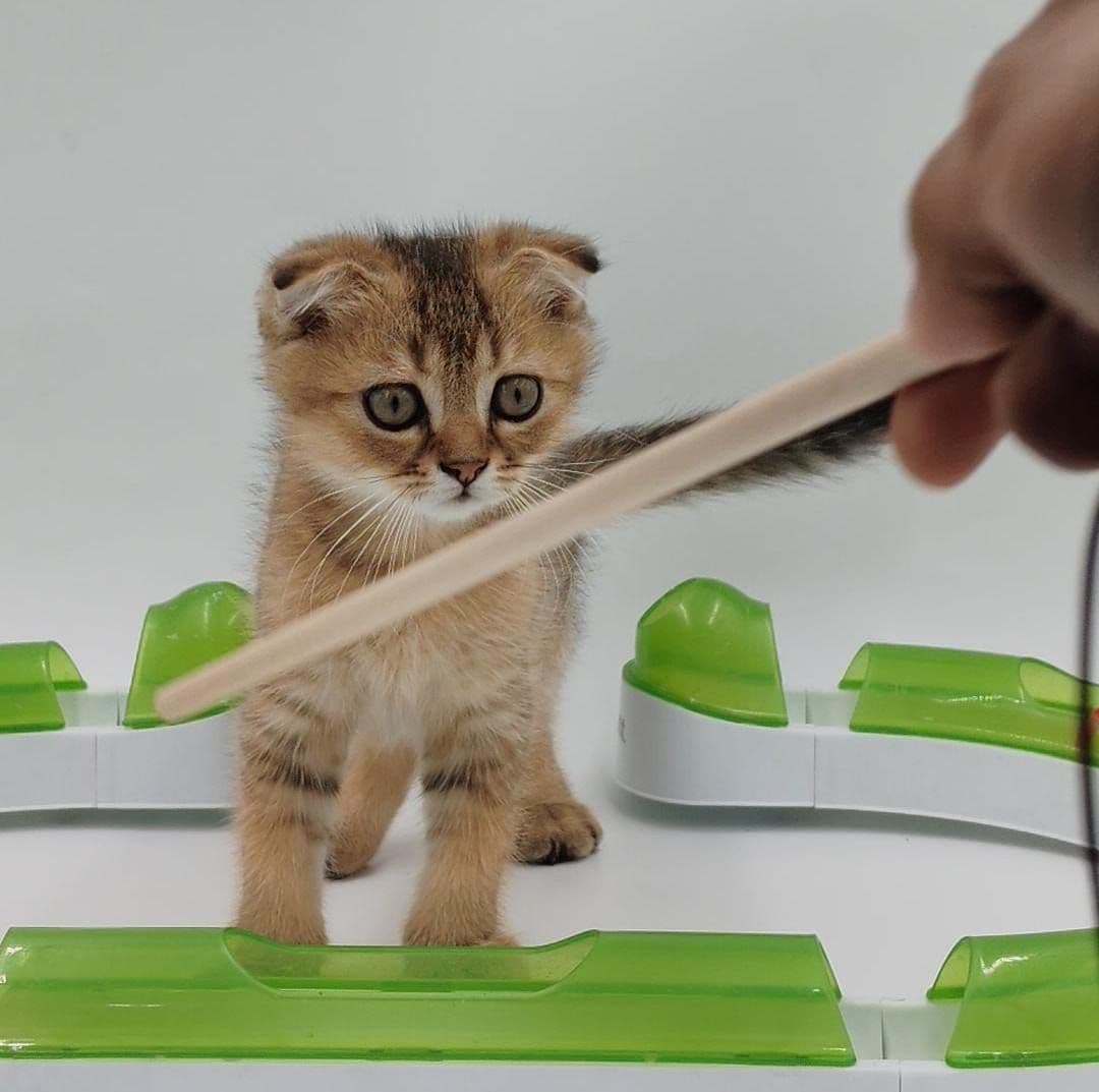 Scottish Fold kittens Dubai | Scottish Fold cats for sale UAE | Buy Scottish Fold kitten near me | Scottish Fold breeder Dubai | Purebred Scottish Fold kittens Dubai | Scottish Fold kittens in Dubai | Scottish Fold blue kitten Dubai | Scottish Fold cat shop in Dubai | Scottish Fold kittens with pedigree | Scottish Fold kittens UAE