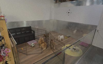Pet shop dubai