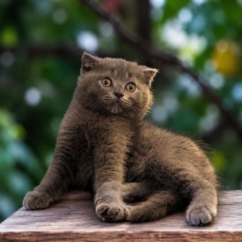 Scottish Fold