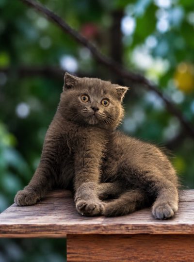 Scottish Fold