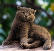 Scottish fold price in dubai kitten sitting with owner