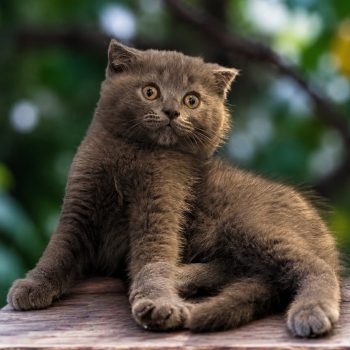 Scottish fold price in dubai kitten sitting with owner