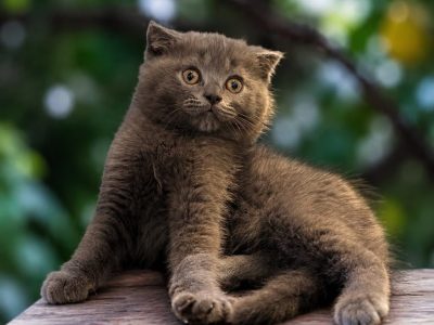 Scottish fold price in dubai kitten sitting with owner