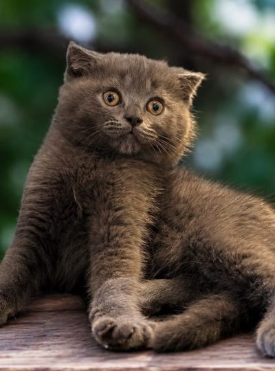 Scottish fold price in dubai kitten sitting with owner