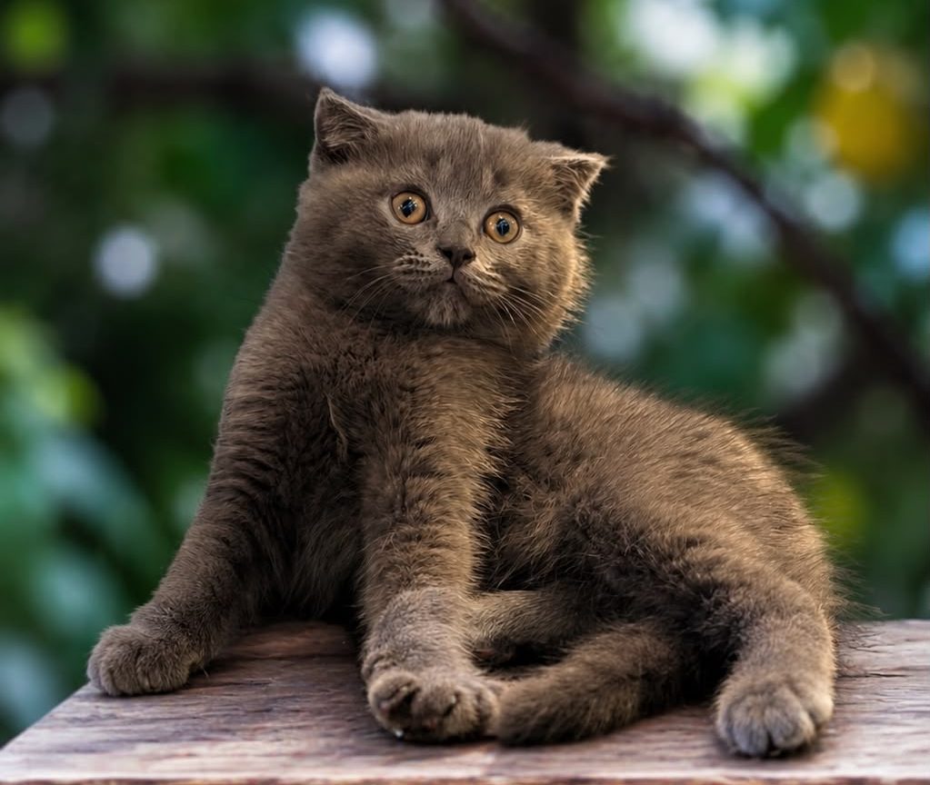Scottish fold price in dubai kitten sitting with owner