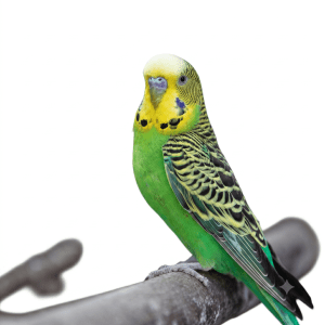 Budgerigar