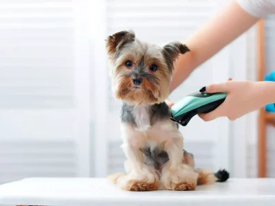 pet grooming