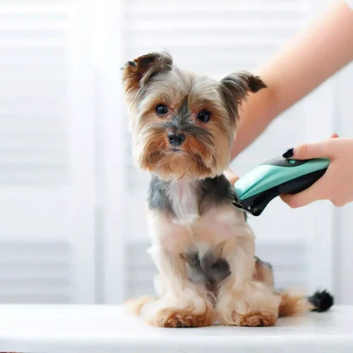 pet grooming