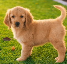 golden-retriever-puppy-dubai-outdoor.jpg