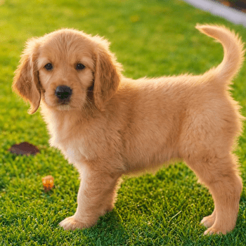 golden-retriever-puppy-dubai-outdoor.jpg