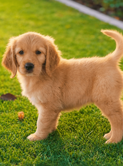 golden-retriever-puppy-dubai-outdoor.jpg