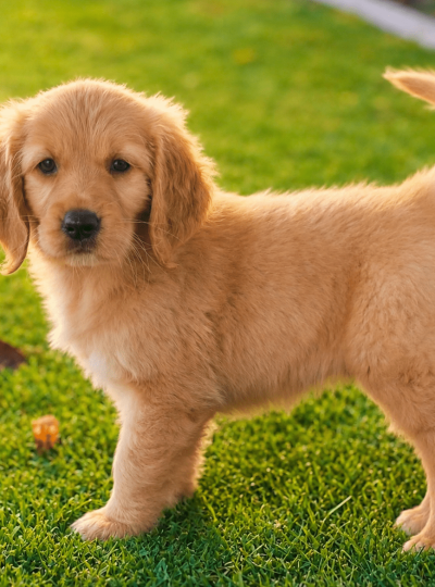 Golden retriever puppy for sale in Dubai