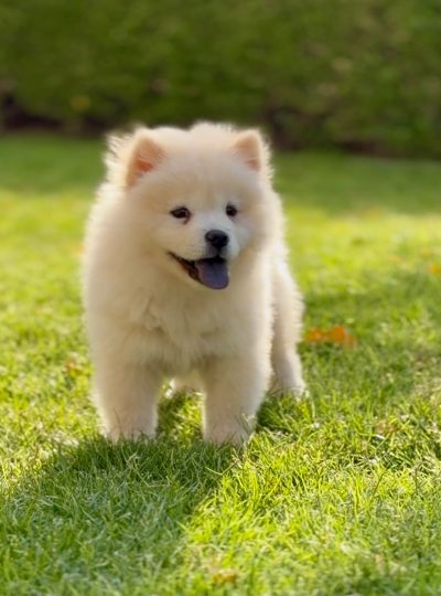 chow chow puppy for sale in dubai