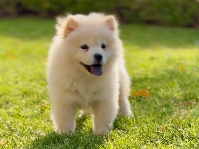 Fluffy Chow Chow puppy with lion-mane coat sitting indoors in a Dubai home