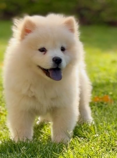 Fluffy Chow Chow puppy with lion-mane coat sitting indoors in a Dubai home