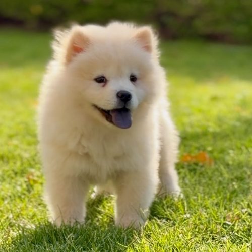 Fluffy Chow Chow puppy with lion-mane coat sitting indoors in a Dubai home