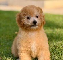 Maltipoo