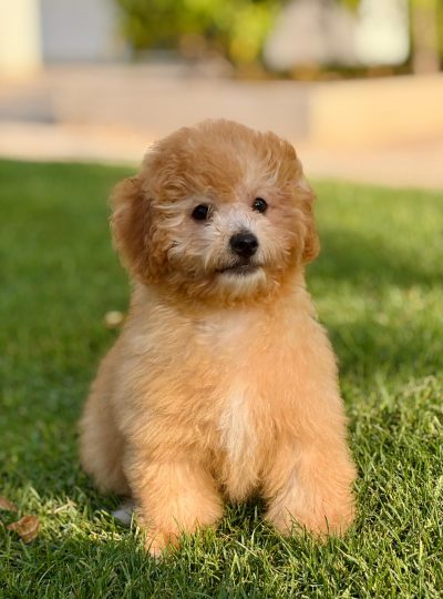Maltipoo