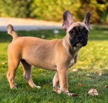French bulldog