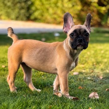 French bulldog puppy for sale