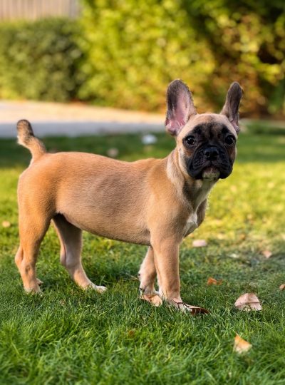 French bulldog