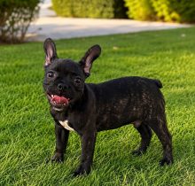 french-bulldog-black