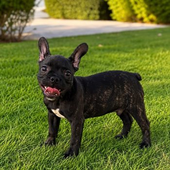 french bulldog puppy for sale in dubai